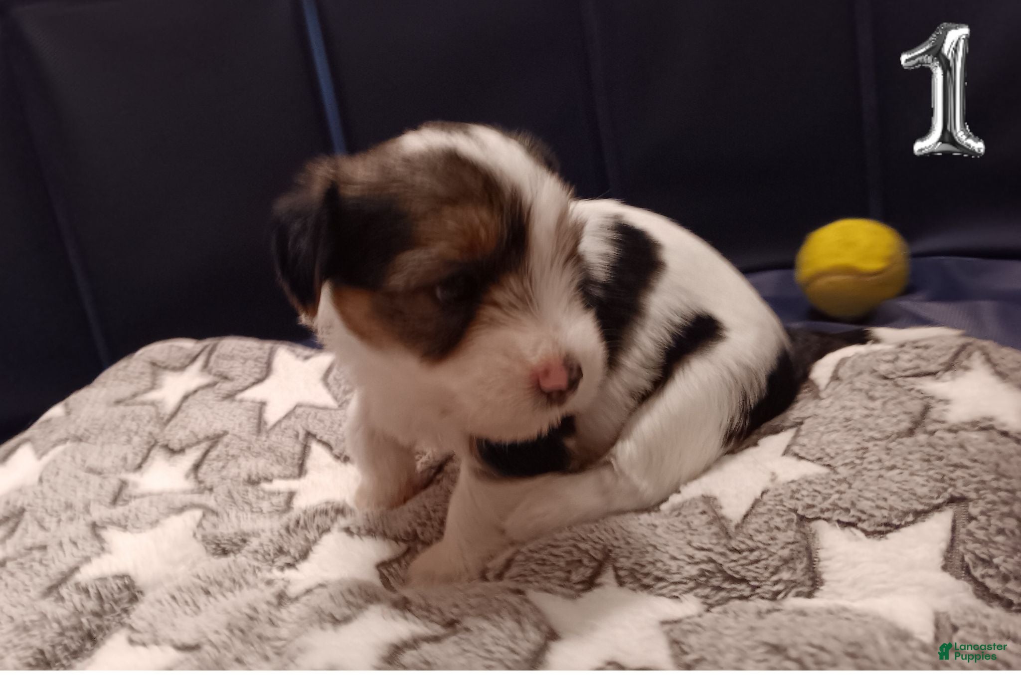 Mixed Breed dogs Hazlee - Ad 30