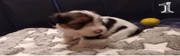 Mixed Breed dogs for sale: Hazlee - Ad 1