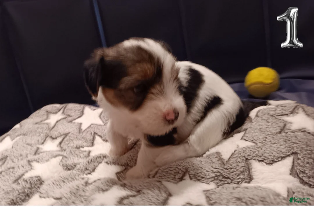 Mixed Breed dogs for sale: Hazlee - Ad 1