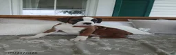 Boxer dogs for sale: Arthur - Ad 5