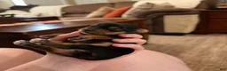Yorkshire Terrier dogs for sale: Yorkshire Terrier Male Puppy - Ad 10