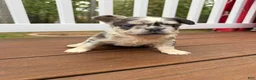 French Bulldog dogs for sale: Bella - Ad 2