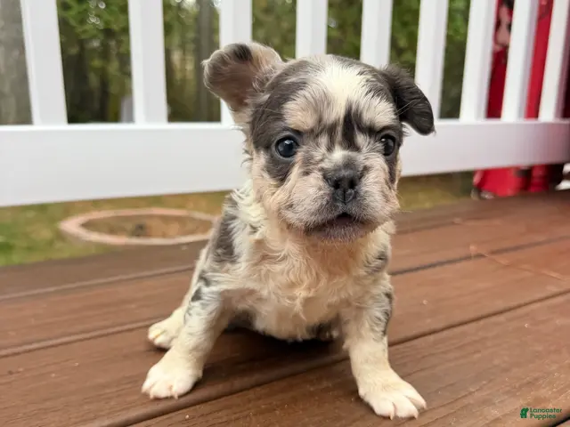 French Bulldog dogs for sale: Bella - Ad 2