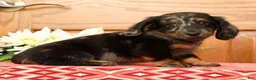 Miniature Dachshund dogs for sale: Tinker - Ad 4