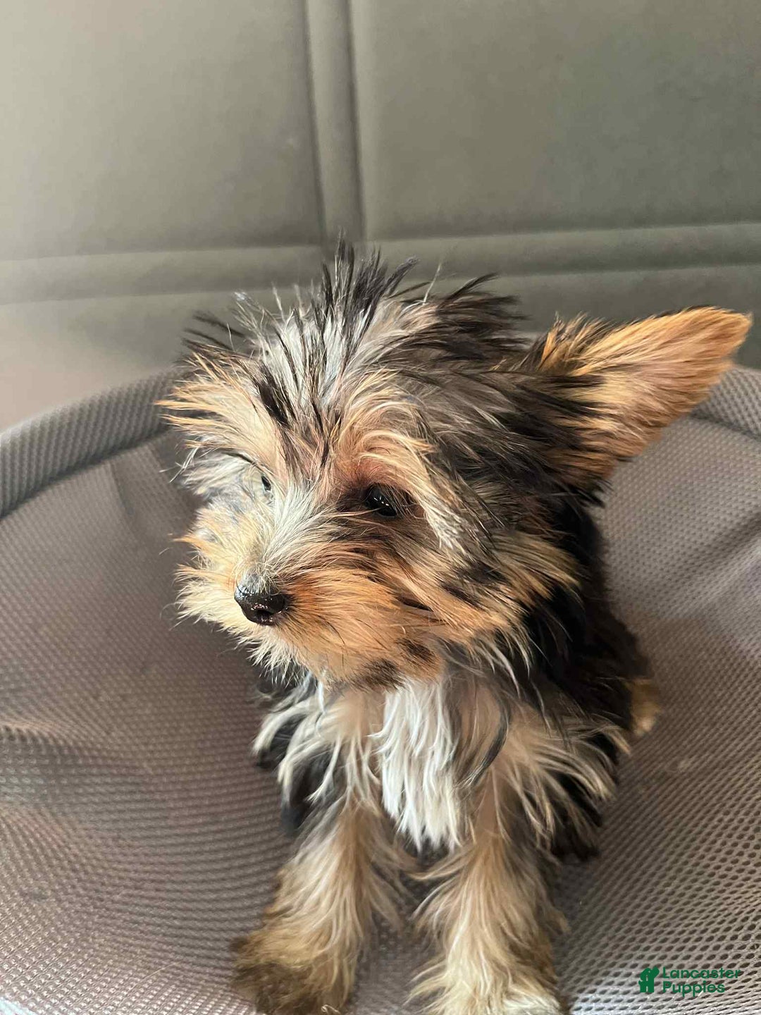 Yorkshire Terrier dogs for sale: Yorkshire Terrier Puppy 3 - Ad 1