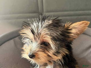 Yorkshire Terrier dogs Yorkshire Terrier Puppy 3 - Ad 14