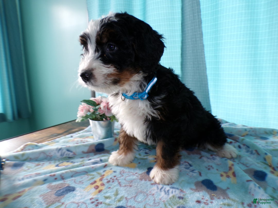 Mini Bernedoodle dogs for sale: Mini Berne-doodle Puppy 2 Blue - Ad 3
