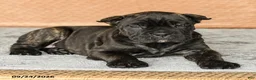 Cane Corso dogs for sale: Rochelle - Ad 3