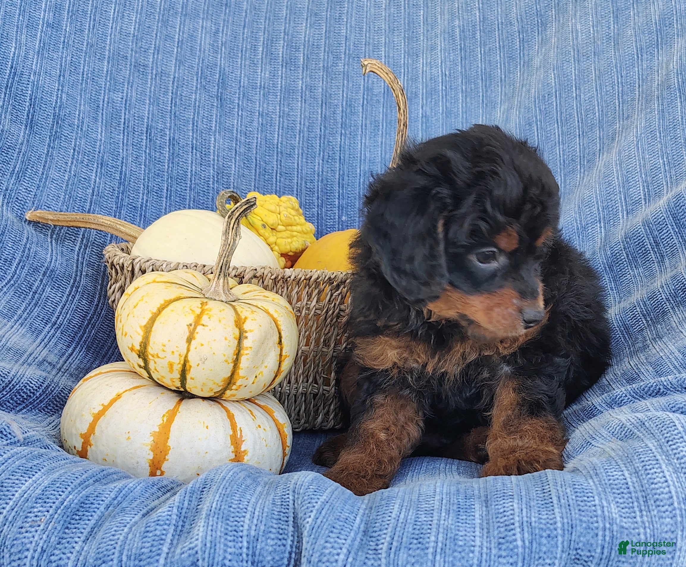 Mixed Breed dogs Smokey  - Ad 2