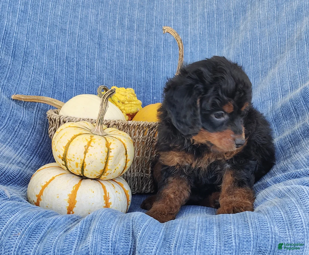 Mixed Breed dogs for sale: Smokey  - Ad 2