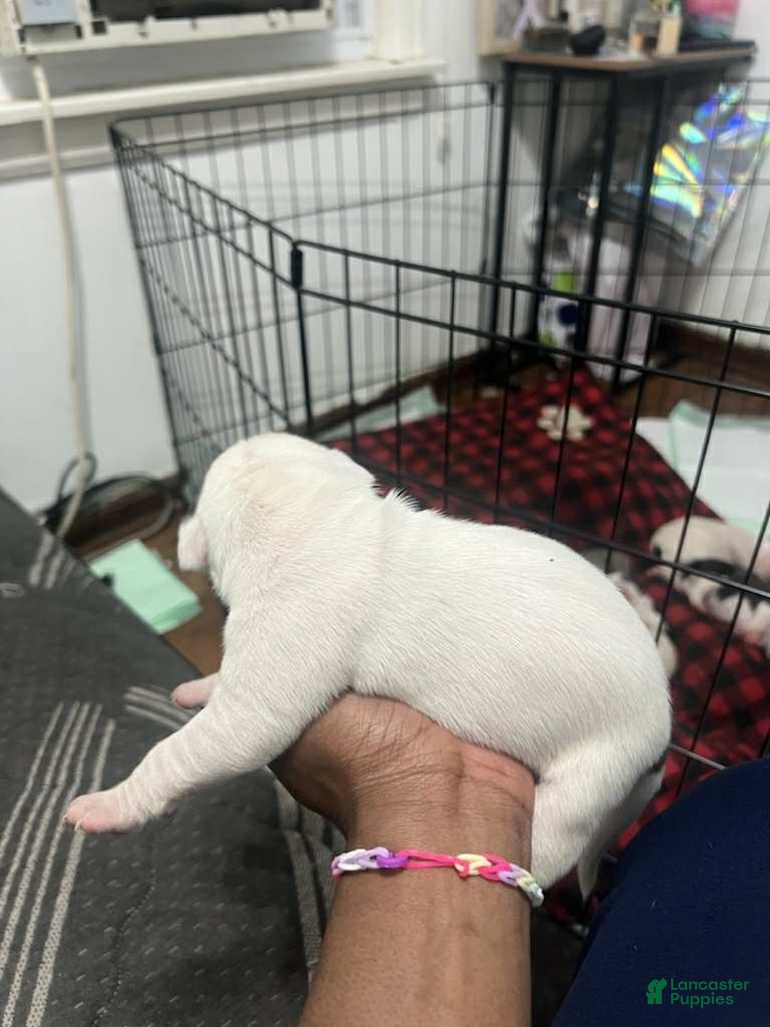 American Bully dogs for sale: Princess  - Ad 2