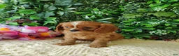 Cavalier King Charles Spaniel dogs for sale: Callie - Ad 4