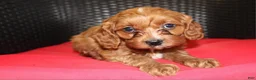 Cavapoo dogs for sale: Freddy - Ad 2