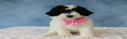 Mixed Breed dogs for sale: Bella - Ad 4
