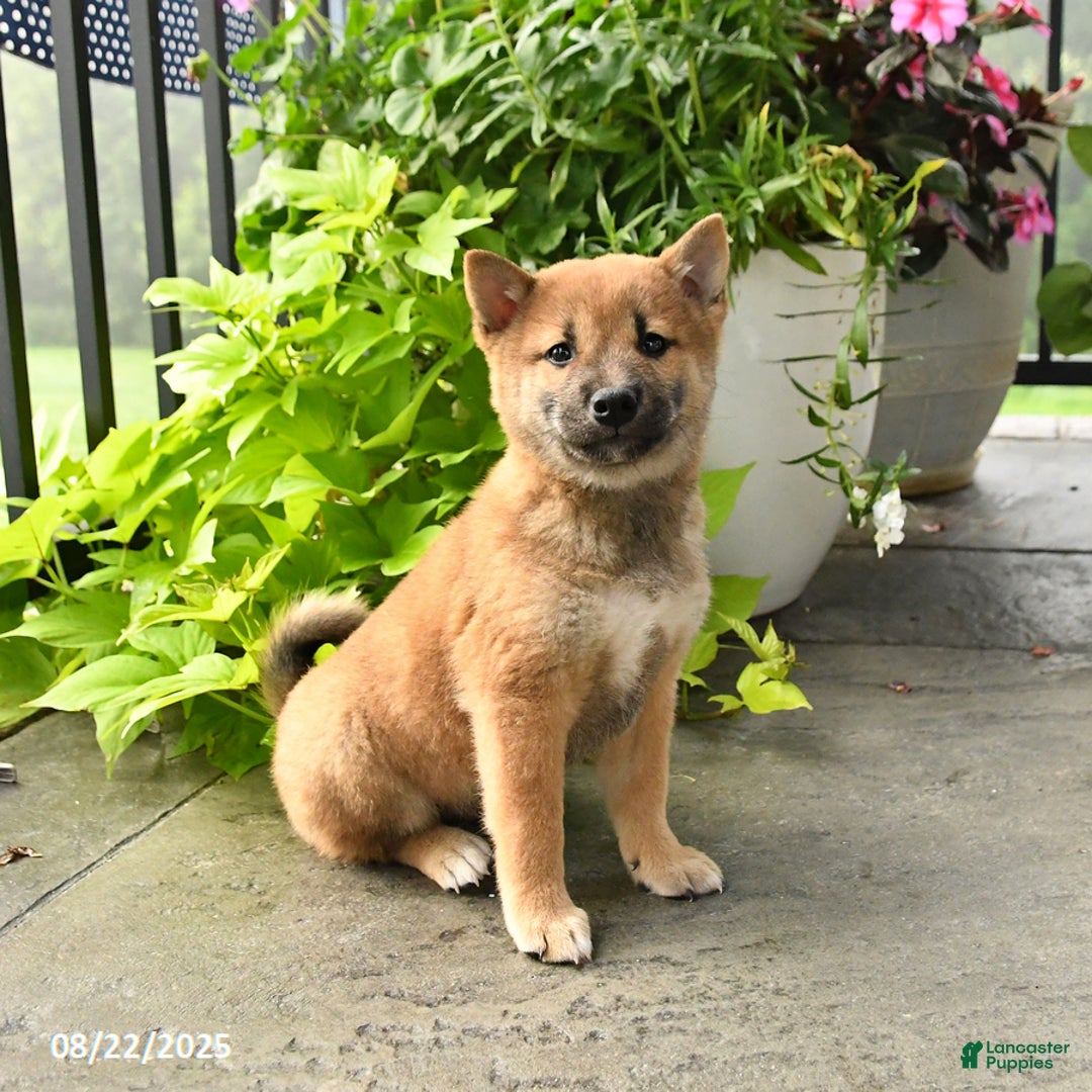 Puppy Trained Shiba Inu For Sale Pomeranian Mix Shiba Terrier