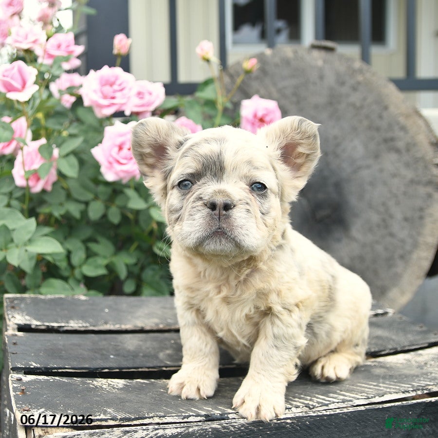 French Bulldog dogs Sunny  - Ad 2