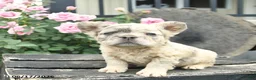 French Bulldog dogs for sale: Sunny  - Ad 2