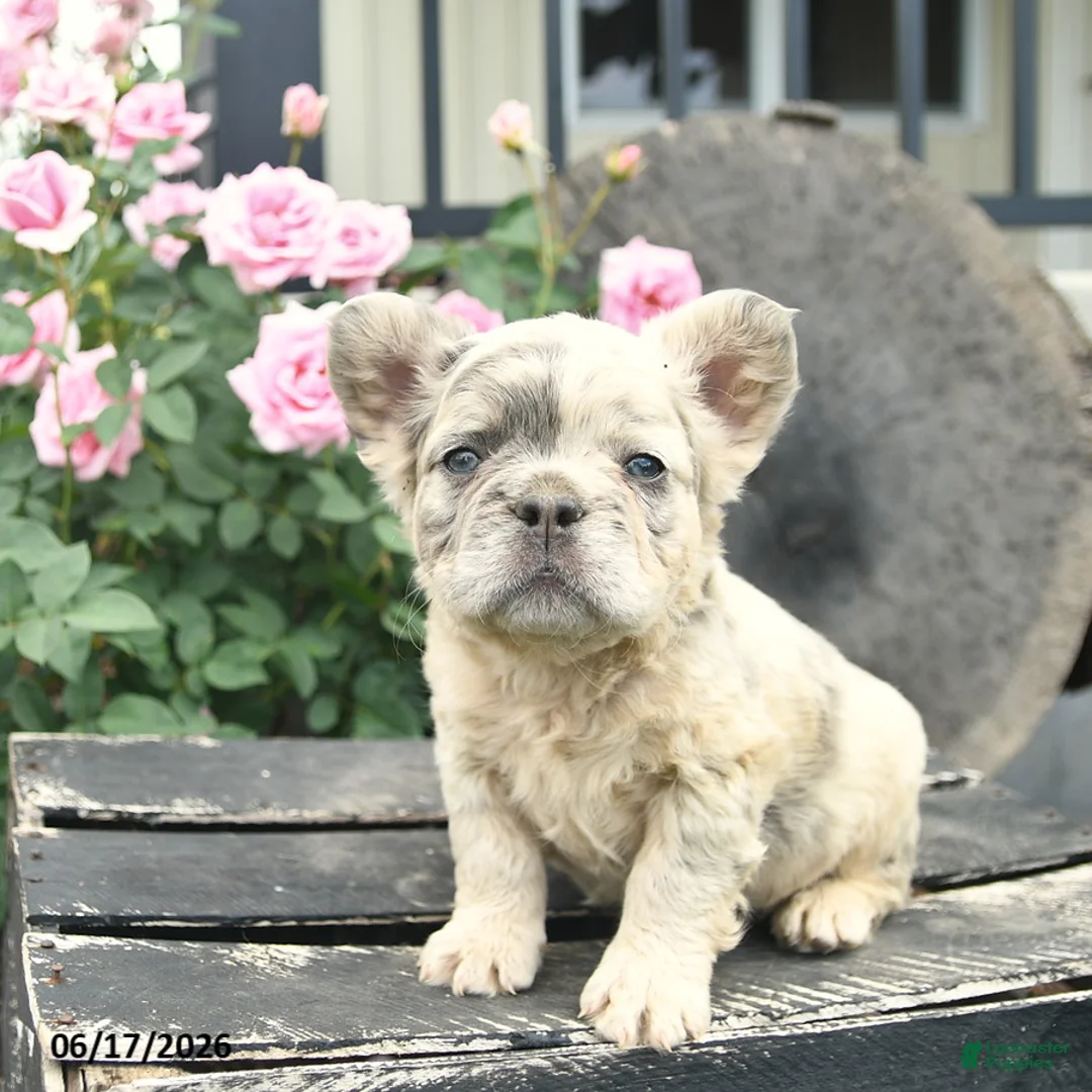 French Bulldog dogs for sale: Sunny  - Ad 2