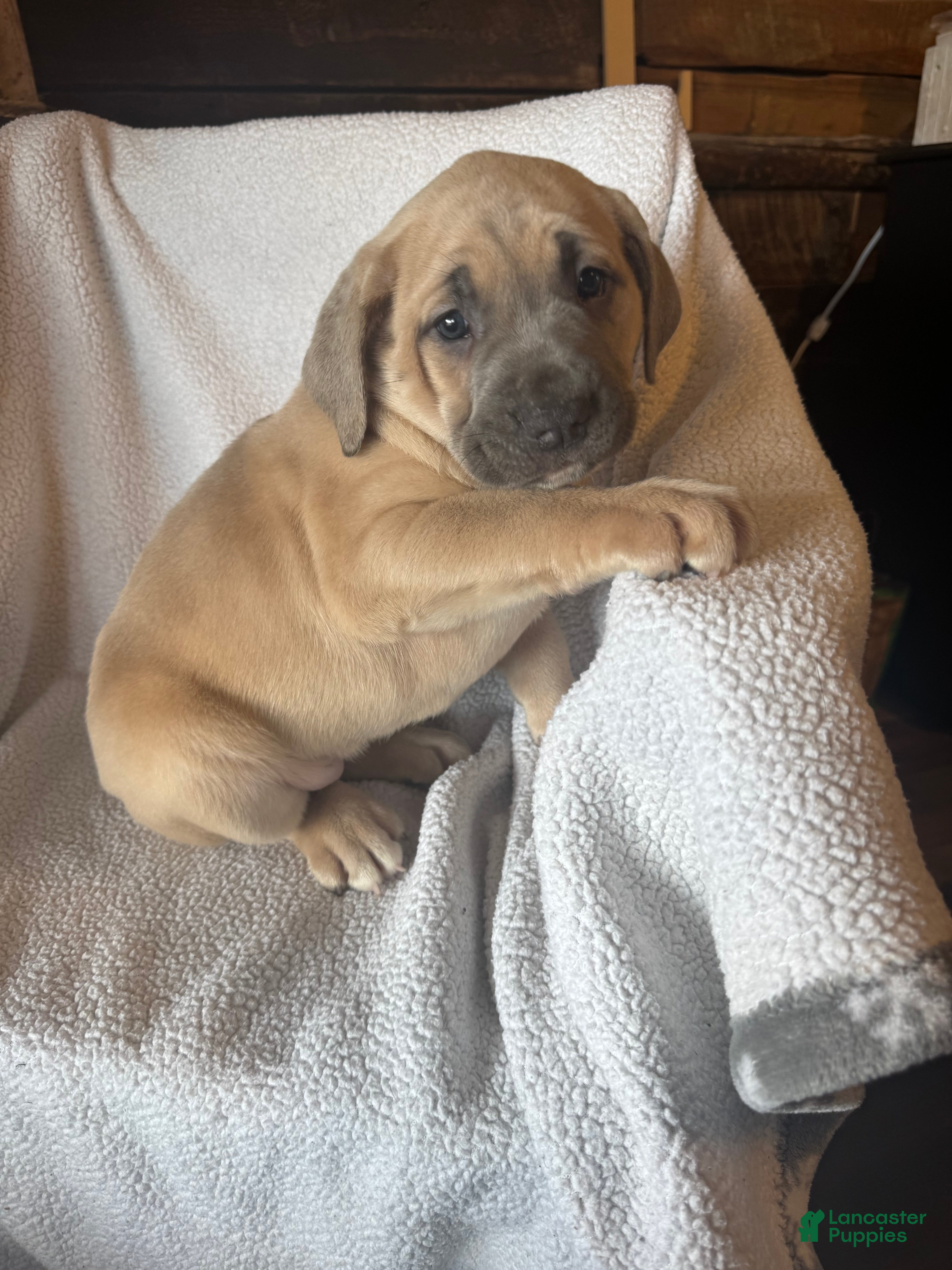 Cane Corso dogs Nala - Ad 2