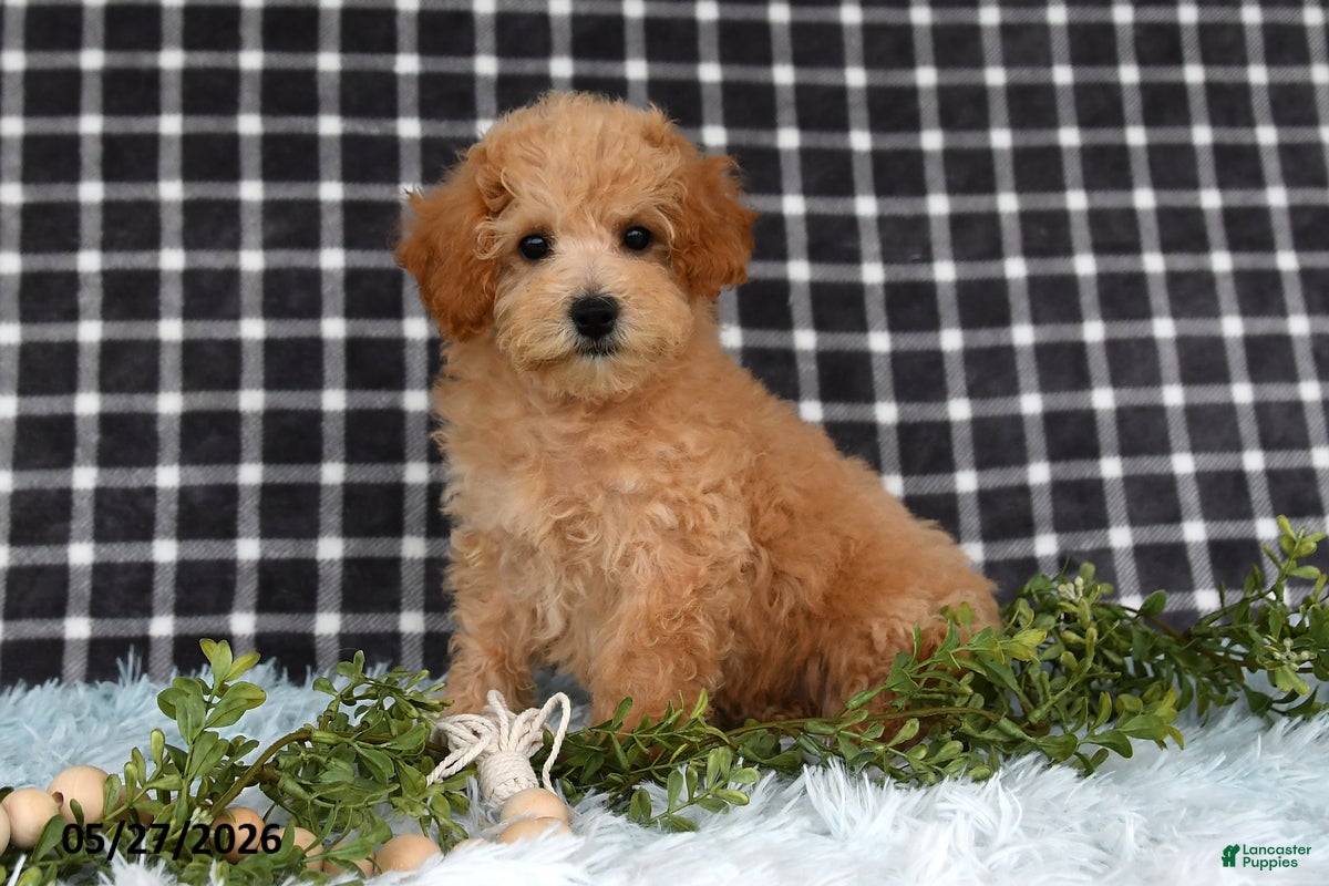Bichpoo dogs Harper - Ad 1