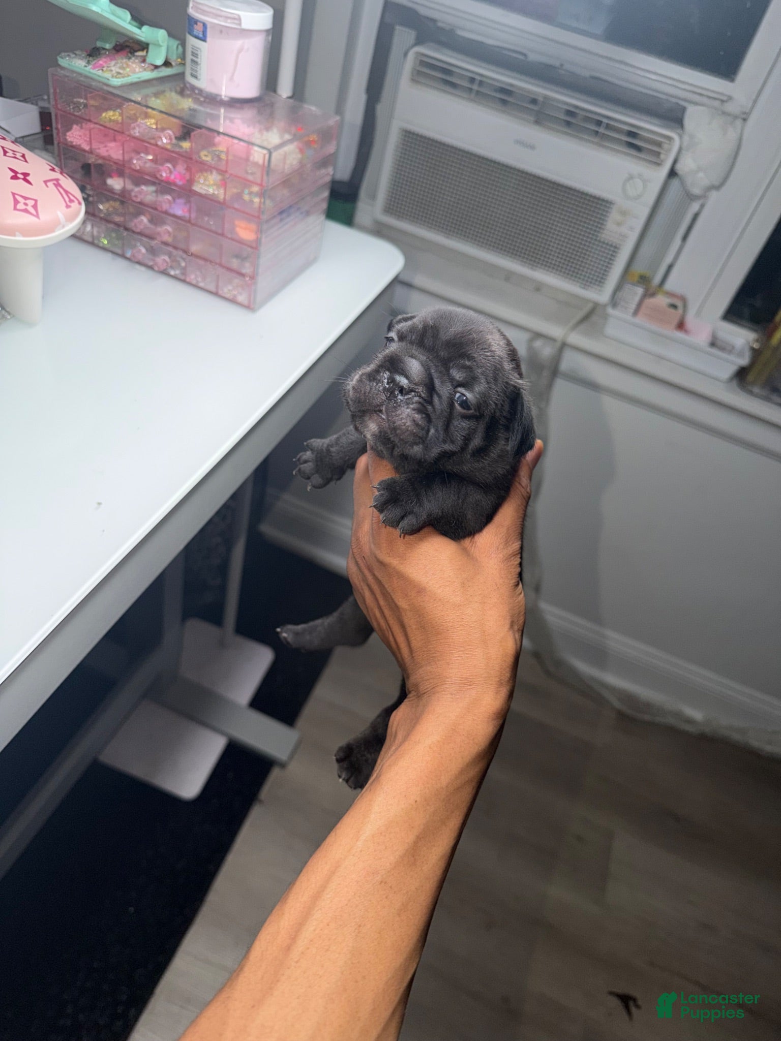 French Bulldog dogs French Bulldog 1 - Ad 7