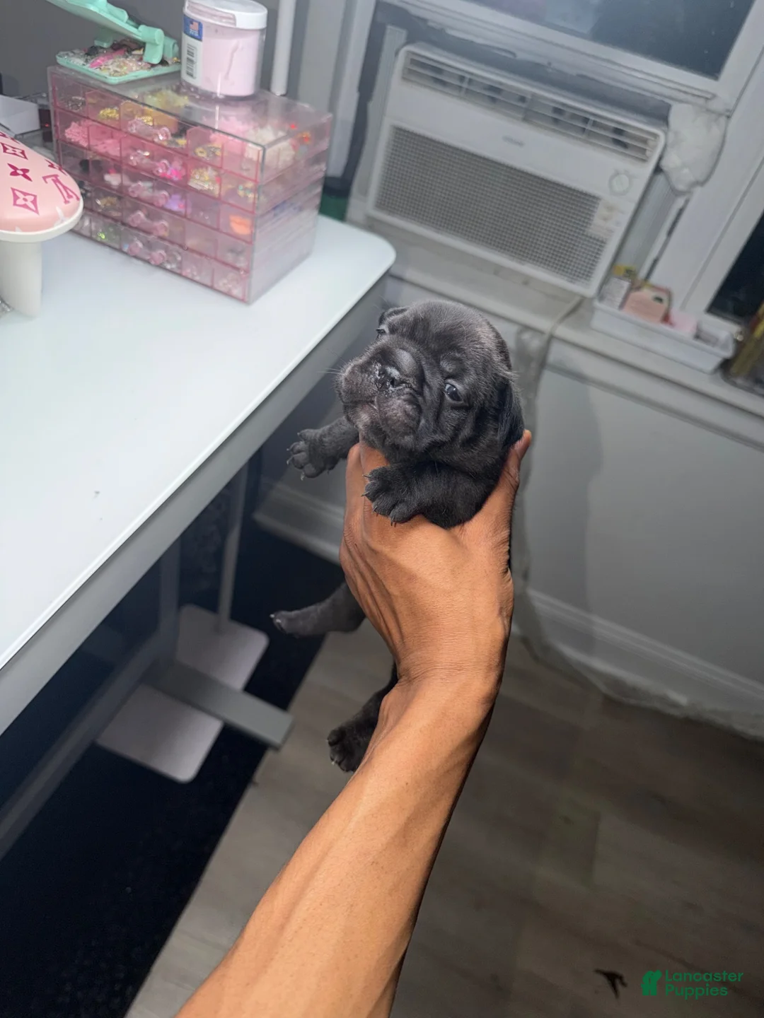French Bulldog dogs for sale: French Bulldog 1 - Ad 1