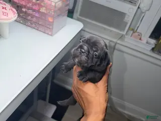 French Bulldog dogs French Bulldog 1 - Ad 7