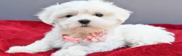 Maltese dogs for sale: Darcey - Ad 7