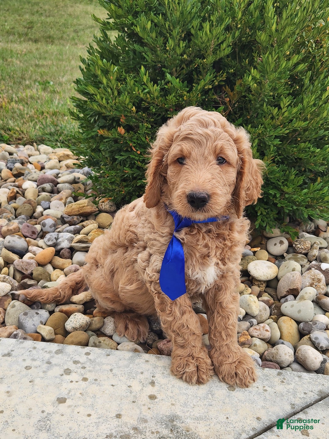 Goldendoodle dogs for sale: Daisy - Ad 22