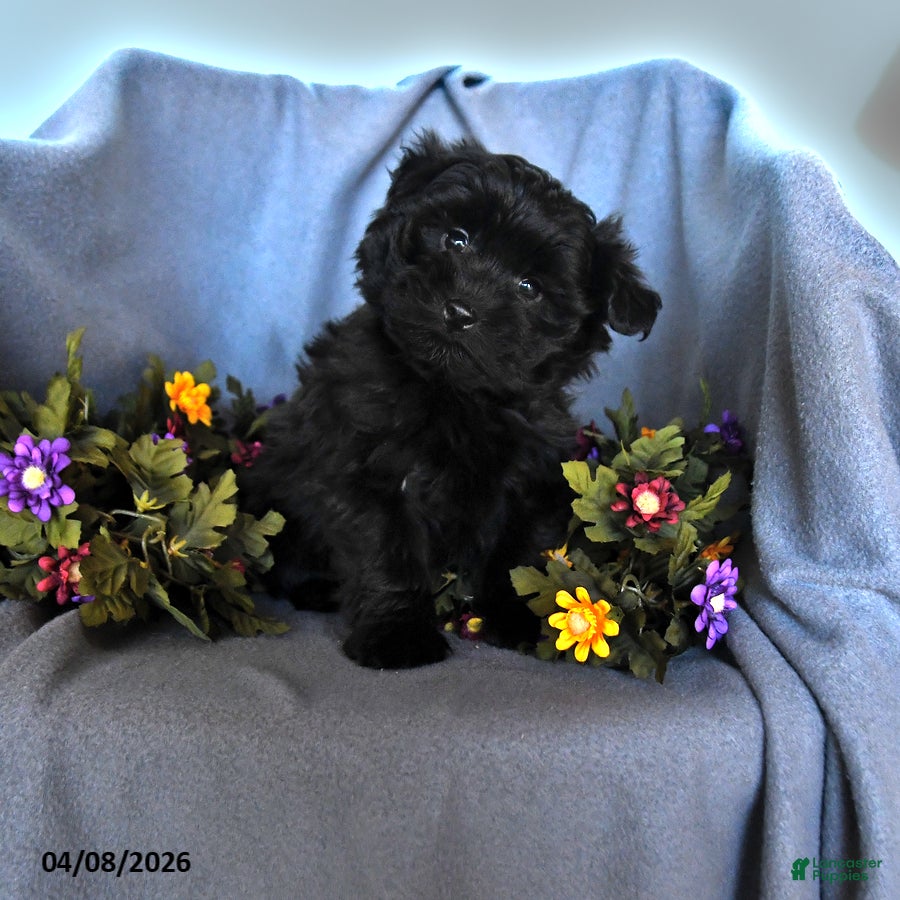 Pomapoo dogs Sam - Ad 1