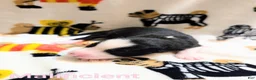 Mixed Breed dogs for sale: Malificient - Ad 1