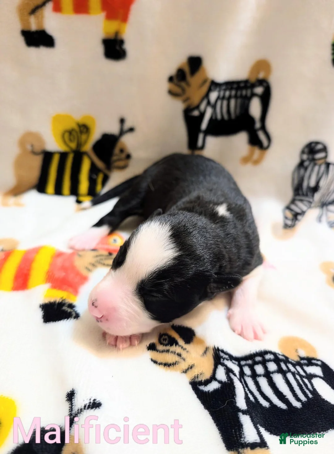 Mixed Breed dogs for sale: Malificient - Ad 1