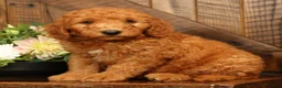 Mini Goldendoodle dogs for sale: Dallas - Ad 3