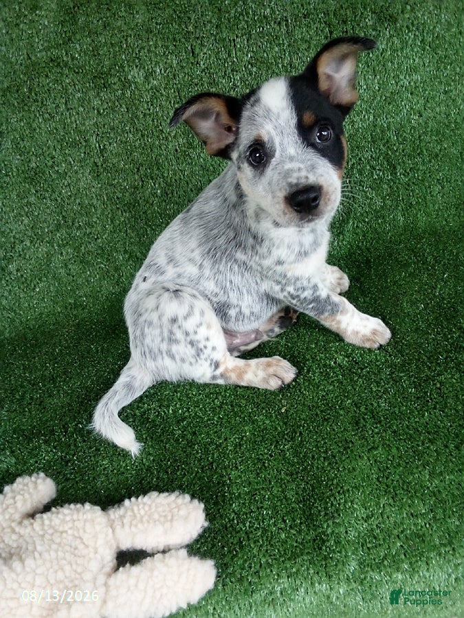 Australian Cattle Dog dogs for sale: Cooper - Ad 4