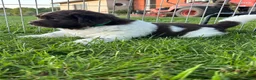 Newfoundland dogs for sale: Newfoundland 1 - Ad 4