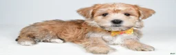 Morkie dogs for sale: Gabe - Ad 8