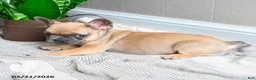 French Bulldog dogs for sale: Lacey - Ad 5