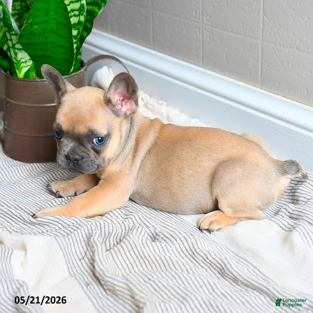 French Bulldog dogs for sale: Lacey - Ad 5