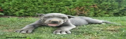 Cane Corso dogs for sale: Larry  - Ad 4