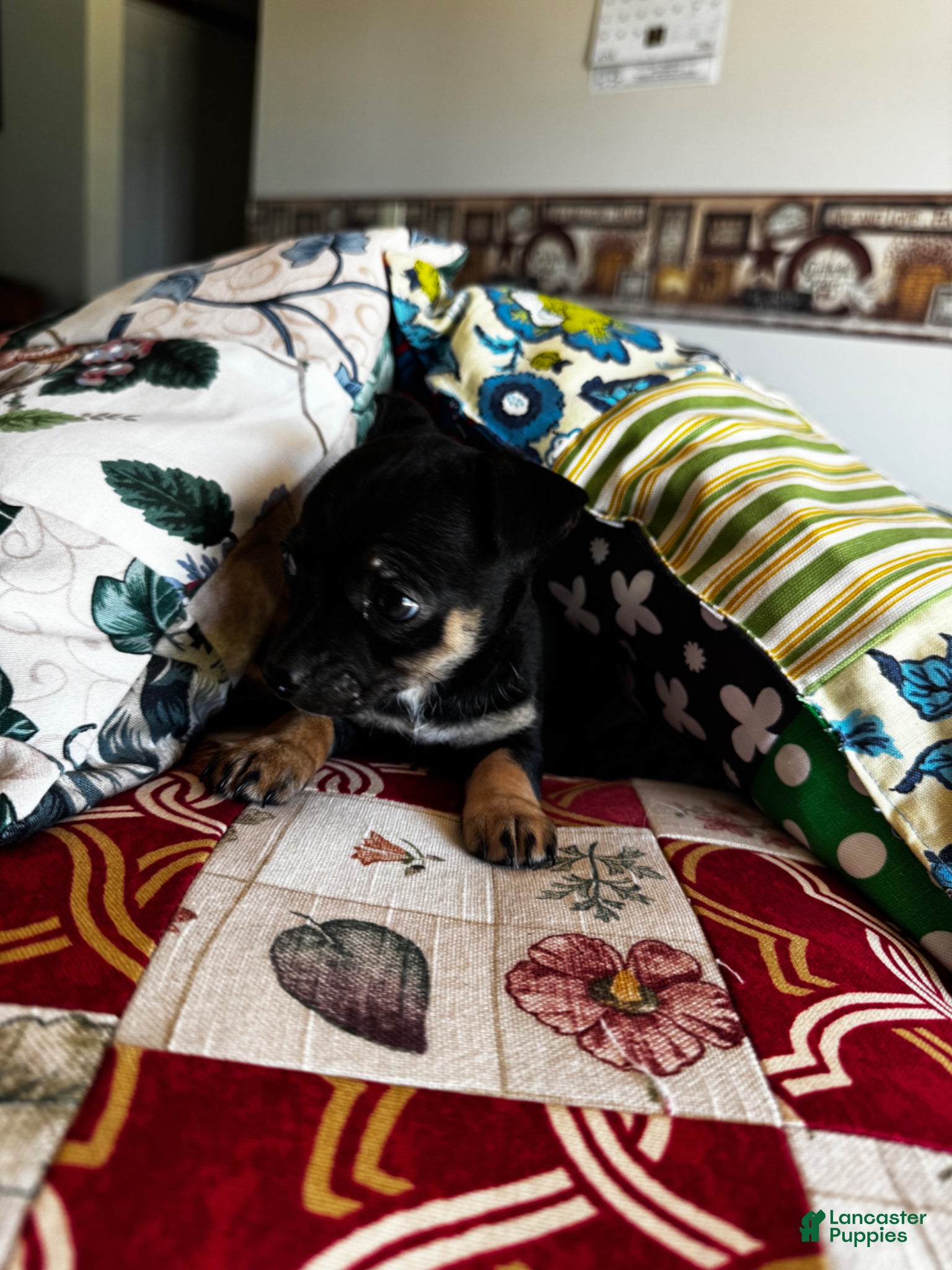 Chihuahua dogs for sale: Chihuahua Puppy 3 - Ad 2