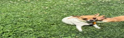 Chihuahua dogs for sale: Peter - Ad 15