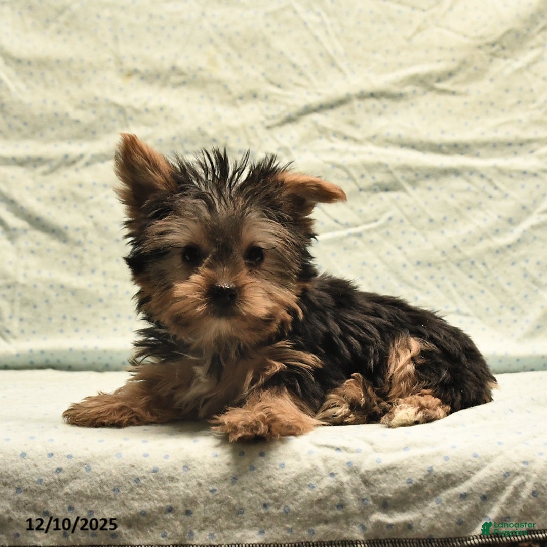 Yorkshire Terrier dogs for sale: Duke - Ad 2