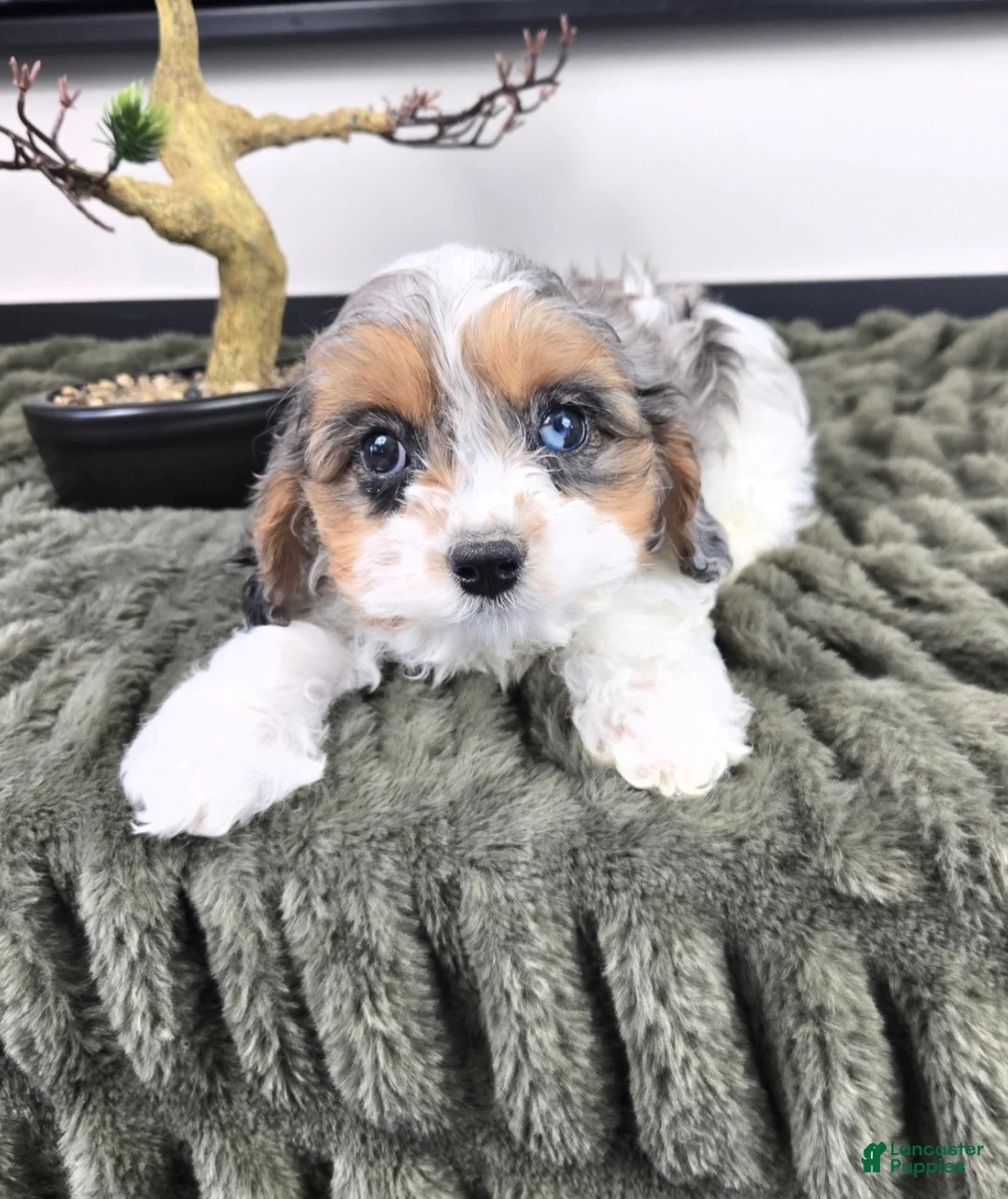 Cavapoo dogs for sale: Cora - Ad 2