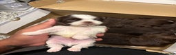 Shih Tzu dogs for sale: Jr - Ad 2