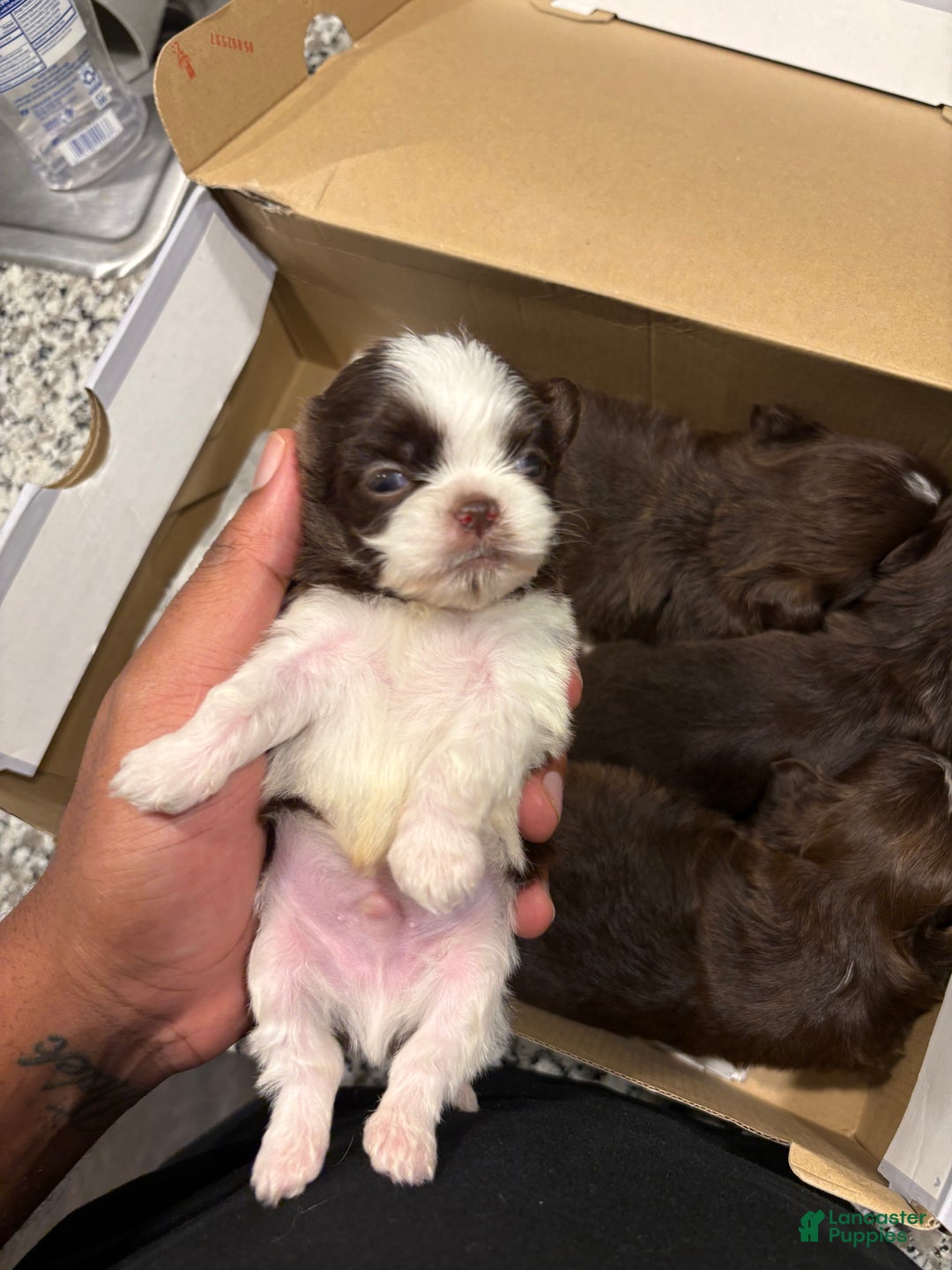 Shih Tzu dogs for sale: Jr - Ad 2