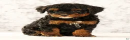 Havapoo dogs for sale: Doogie - Ad 5