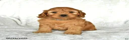 Cockapoo dogs for sale: Sweetheart - Ad 4