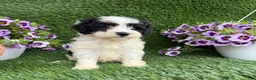Mixed Breed dogs for sale: Bixby - Ad 5