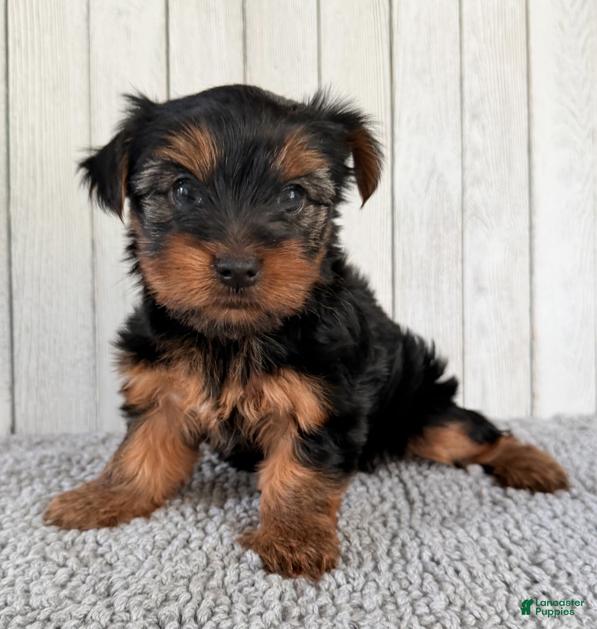 Yorkshire Terrier dogs Stella - Ad 2