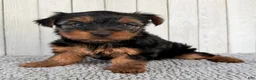 Yorkshire Terrier dogs for sale: Stella - Ad 2